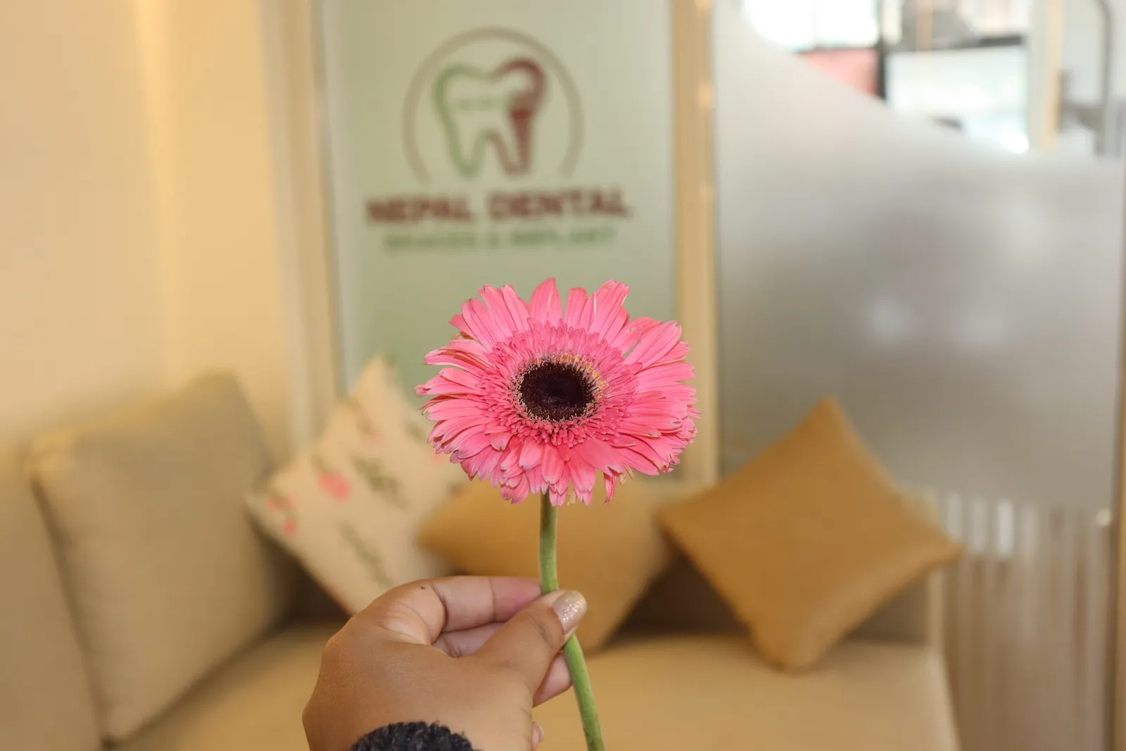 A pink gerbera held up in the lounge