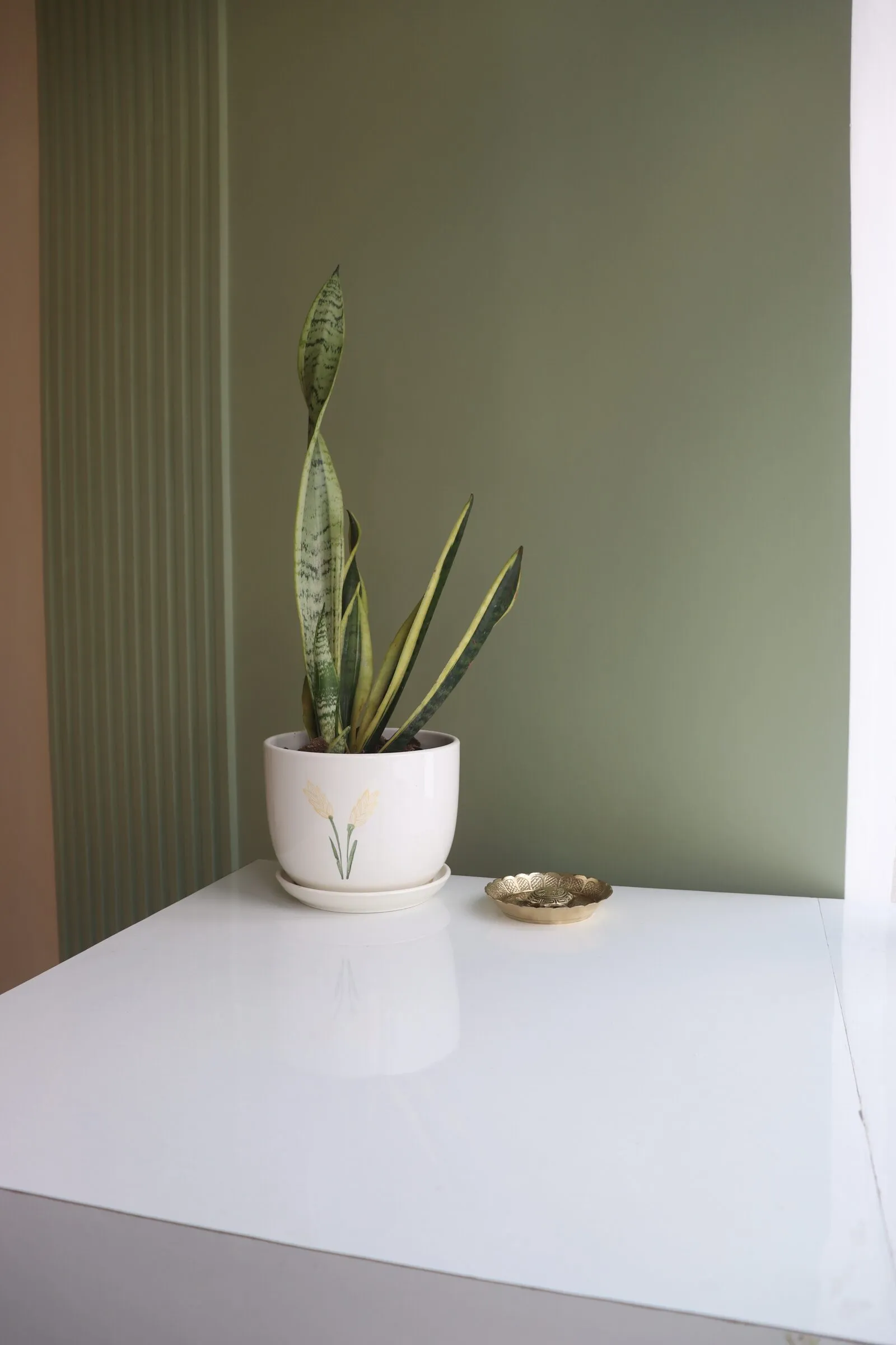 A snake plant against a sage green wall